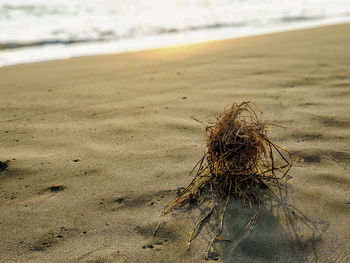 Close-up of wet sand on beach