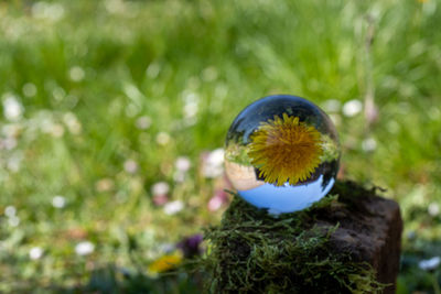 Close-up of blue flower on field