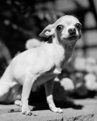 Portrait of dog sitting outdoors