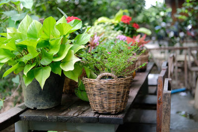 Flower and green plant leaves in wicker basket decorating on terrace balcony