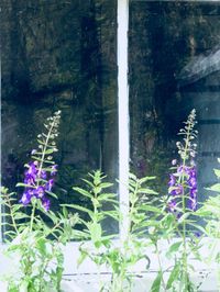 Purple flowering plants by water