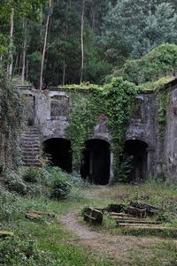 Plants growing on old building in forest