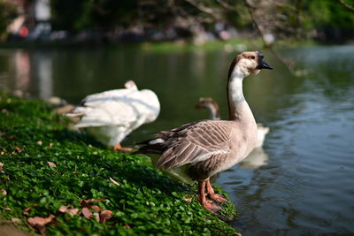 Close-up of birds in lake