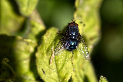 Close-up of fly on leaf
