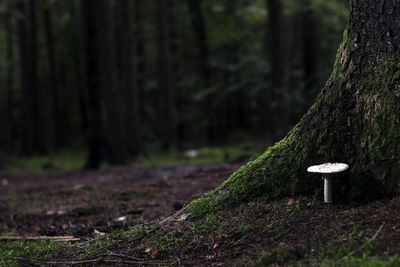 Footpath amidst trees in forest