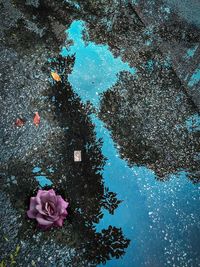 High angle view of rose floating on water