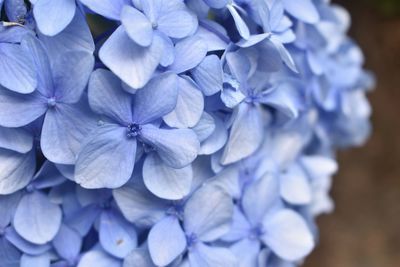 Close-up of purple hydrangea flowers