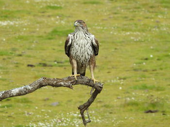 Bird perching on tree