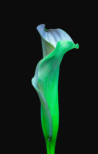 Close-up of green plant against black background