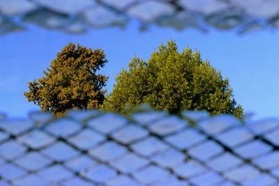 Close-up of tree against sky