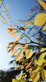 Low angle view of yellow flower tree against sky