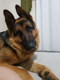 Close-up portrait of dog relaxing at home