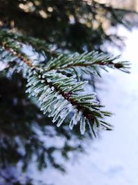Close-up of frozen tree during winter