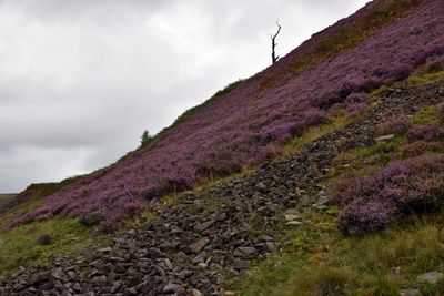 Scenic view of hillside with purple heather and scree against sky