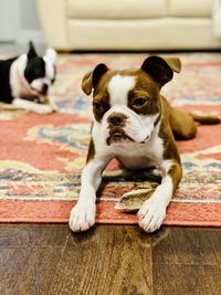 Portrait of dog relaxing on carpet at home