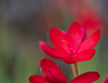 Close-up of pink flower blooming outdoors