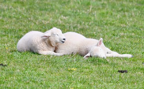 View of sheep resting on field