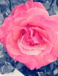 Close-up of pink rose blooming outdoors