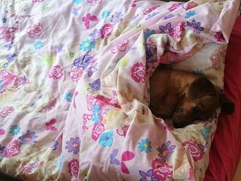 High angle view of a dog resting on bed