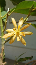 Close-up of frangipani blooming outdoors