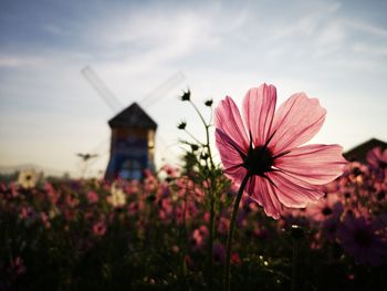 Close-up of pink flowering plant on field against sky