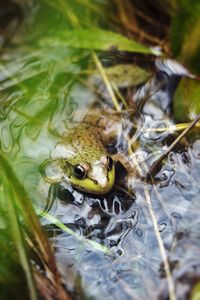 Close-up of frog in lake