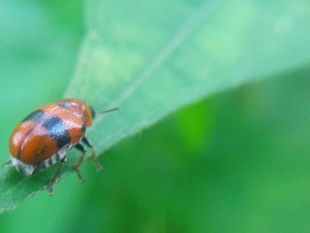 Close-up of ladybug on leaf