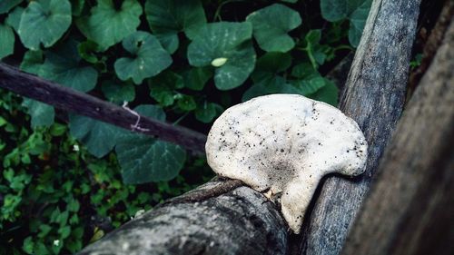 Close-up of mushroom growing on tree