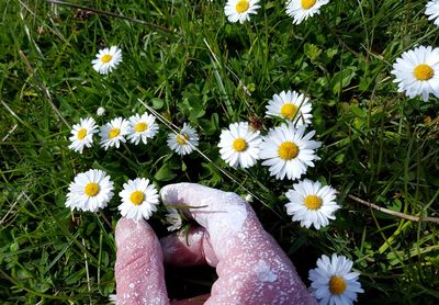 Close-up of hand with chalk powder holding flowers