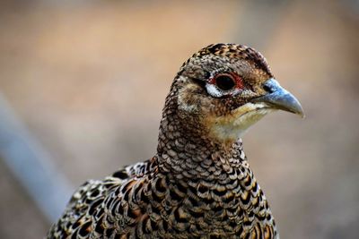 Ringneck pheasant