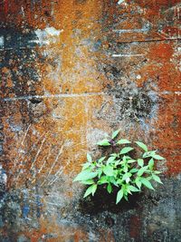 Full frame shot of plants