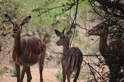 Horses on tree