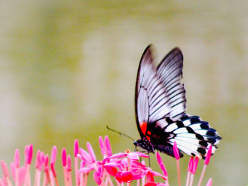 Close-up of butterfly pollinating on pink flower