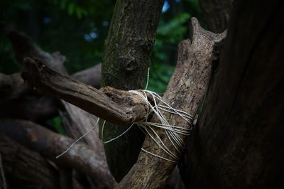 Close-up of thread tied on tree trunk
