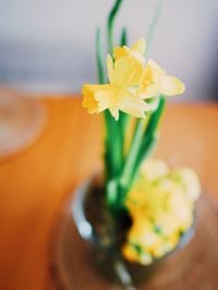 Close-up of yellow flowers in vase