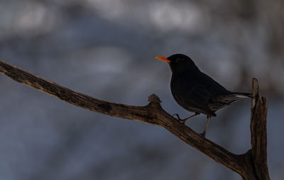 Close-up of bird perching on branch