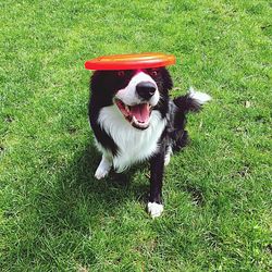 Portrait of playful border collie on grassy field