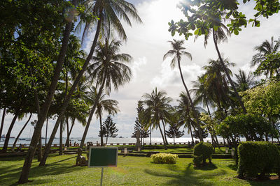 Scenic view of palm trees against sky