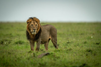 Lion standing in a field