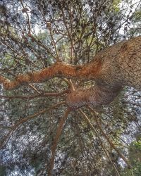 Low angle view of trees in forest