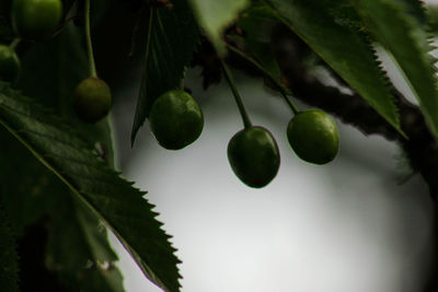 Close-up of leaves