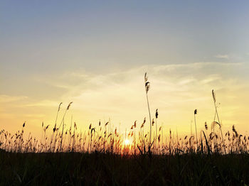 Silhouette of plants on field at sunset