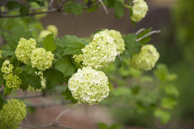 Hydrangea blooming outdoors