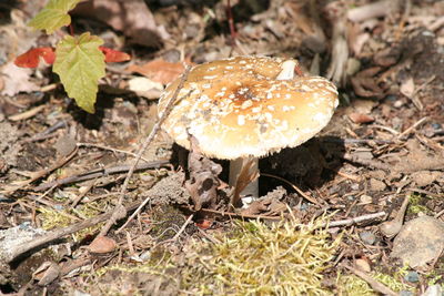 Close-up of fly agaric mushroom