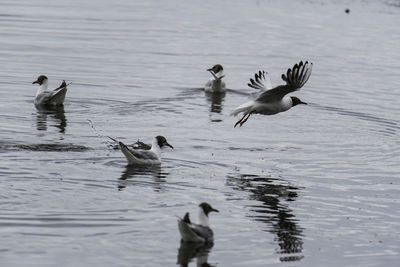 Ducks swimming in lake