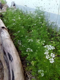 High angle view of plants growing in park