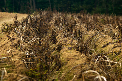 Close-up of dry plants on land