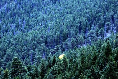 Full frame shot of trees in forest