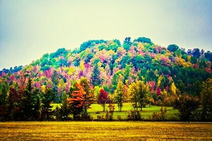 tranquil scene, beauty in nature, tree, tranquility, growth, landscape, scenics, nature, field, flower, clear sky, sky, mountain, season, autumn, change, idyllic, non-urban scene, day, green color