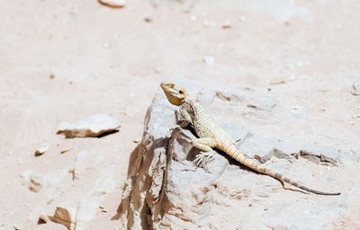 Close-up of lizard on rock